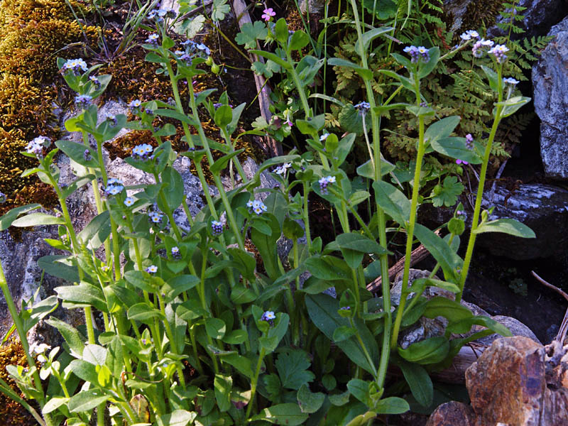 Myosotis soleirolii / Nontiscordardim di Soleirol